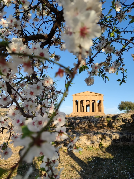 Valle dei Templi tra i mandorli in fiore